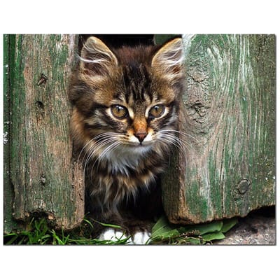 Peinture diamant chat, point de croix, autocollant de broderie, affichage complet, mosaïque animale, perceuse ronde 20X30CM black
