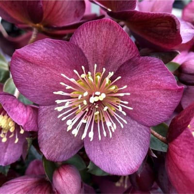 Nieskruid (Helleborus Orientalis) - - , Kerstroos (Potplant) - Vaste planten - Bijen-Vlinders - Groenblijvend - Bodembedekkers