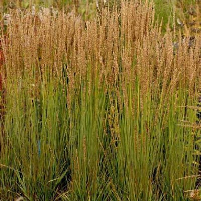 6 x Molinia Caerulea 'Moorhexe' - Pijpestrooitje pot 9 x 9 cm - Herfst Magie in een Compacte Vorm