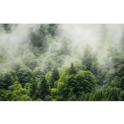 Fotobehang - Forest Land 400x250cm - Vliesbehang