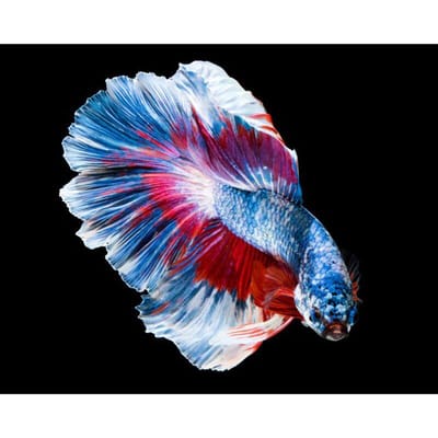 DIY Diamond Painting  Kleurrijke Rumble Fish  Dierenborduurwerk Kruissteek Mozaïek Versieren 20X30CM