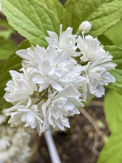 Deutzia magnifica - Bruidsbloem 60 - 80 cm in pot