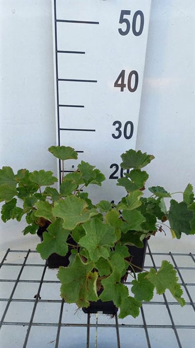 6x Vrouwenmantel - Alchemilla epipsila | pot 9 x 9 cm