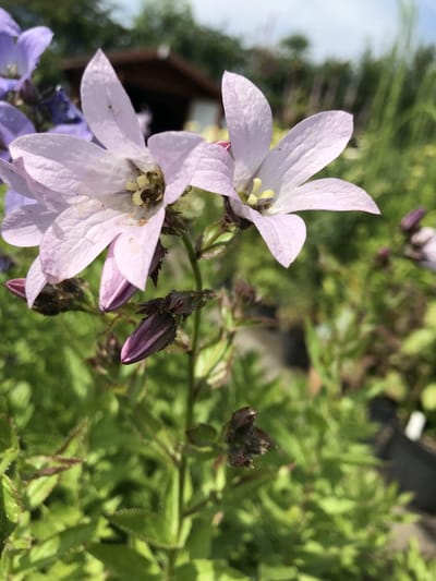 6 x Campanula lactiflora 'Loddon Anna' - Klokjesbloem - P9 Pot (9x 9cm) - Dima Vaste Planten