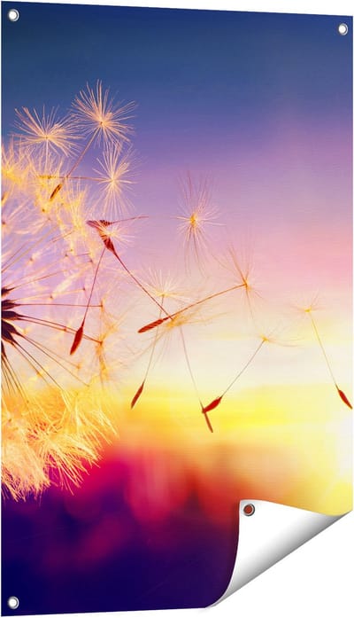 Gards Tuinposter Paardenbloem tijdens Zonsondergang - 60x90 cm - Tuindoek - Tuindecoratie - Wanddecoratie buiten - Tuinschilderij