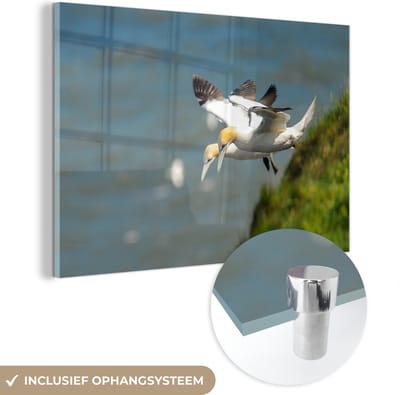 ® Glasschilderij 180x120 cm - Schilderij acrylglas - Jan-van-genten die langs kliffen in Engeland vliegen - Foto op glas - Muurdecoratie woonkamer - Wanddecoratie slaapkamer - Schilderijen