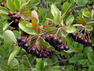 Plants Online - Tuinplanten - Heesters - Set van 1 - Aronia melanocarpa - 3 liter pot - Plant 40-50 cm
