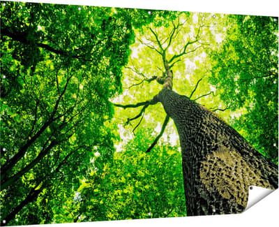 Gards Tuinposter Boom in het Bos met Fel Groene Bladeren - 180x120 cm - Tuindoek - Tuindecoratie - Wanddecoratie buiten - Tuinschilderij