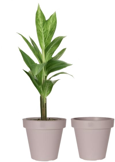 Pro Garden Bloempot - 2x - taupe - rond - D50 cm - kunststof - plantenpot - tuin buiten