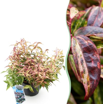 Plantenboetiek.nl | Leucothoe Makijaz - Bruin - Groenblijvend - Weinig Onderhoud - Ø17cm - 35-45cm hoog - Tuinplant