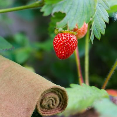 Aardbeienvlies - Jute vlies - Planten beschermen - 100% natuurlijke vezels - 1 x 10 meter - Naturel