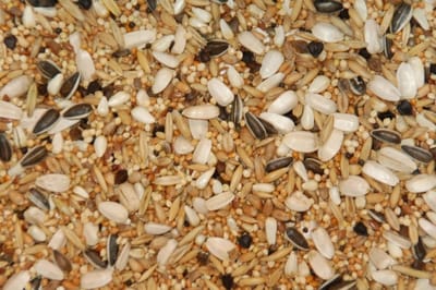 Vogelzaad voor grote parkieten | Gezonde voeding voor jouw parkiet - Grote parkietenzaad 5 kg - Overige zaden - Vogelzaad - Vogelvoer - Stanleyrosella (Platycercus icterotis)