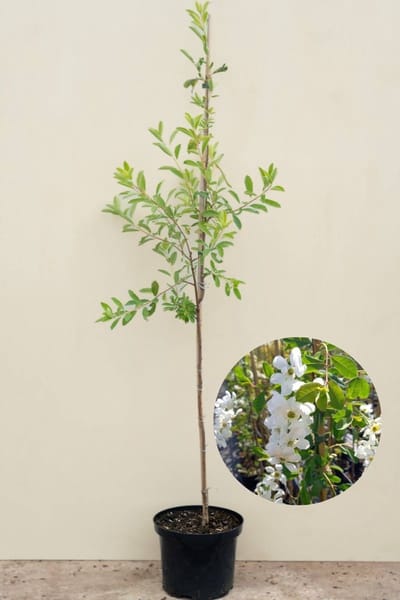 Jonge Parelboom | Exochorda macrantha 'The Bride' | 100-150cm hoogte