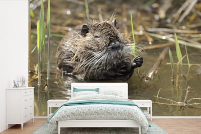 Behang - Fotobehang Een bever in Camargue - Breedte 360 cm x hoogte 240 cm