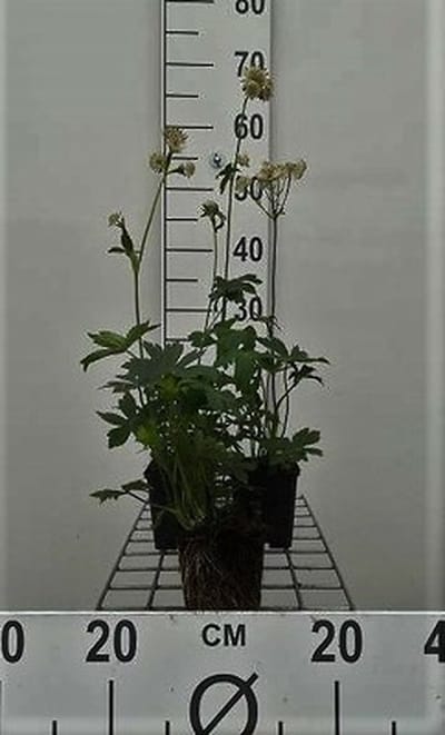 6x Zeeuws knoopje - Astrantia maj. 'Alba' | 9x9 cm pot