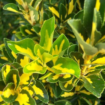 Kardinaalsmuts - Euonymus japonicus 'Aureus' - 40-50 cm