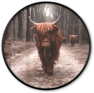 Poster in lijst Rond - Fotolijst 60x60 cm - Posters - Schotse hooglander - Bos - Koe - Dieren - Natuur - Ronde posterlijst zwart - Decoratie - Wanddecoratie woonkamer - Muurdecoratie slaapkamer