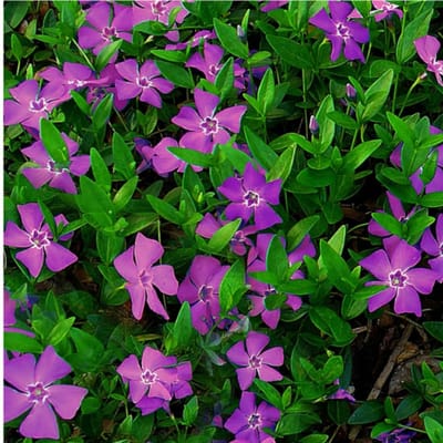 Maagdenpalm (Vinca Minor) - Paarse Atropurpurea - Vaste planten - Groenblijvend - Bodembedekkers - Zomerbollen - Voorjaarsbollen