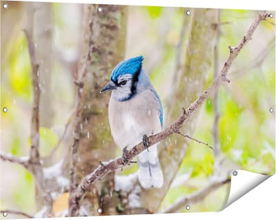 Gards Tuinposter Blauwe Gaai Vogel in de Sneeuw - 120x80 cm - Tuindoek - Tuindecoratie - Wanddecoratie buiten - Tuinschilderij