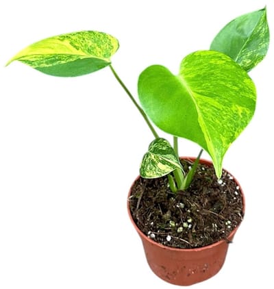 Monstera Deliciosa Aurea - Kamerplant - Potmaat Ø10,5 cm