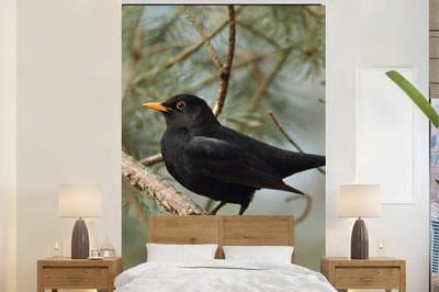 Behang - Fotobehang Vogel - Merel - Takken - Dieren - Breedte 195 cm x hoogte 300 cm