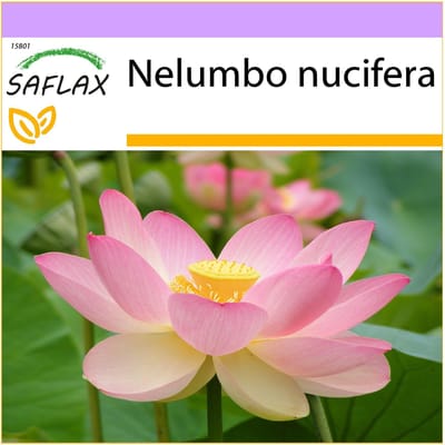 SAFLAX - Lotus indien sacré - 8 graines - Nelumbo nucifera