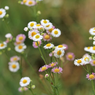 Erigeron karvinskianus | Roze | bijen bloem | 100% Bloeigarantie