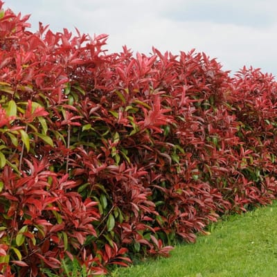 12 x Glansmispel Rood|Groen - Wintergroene Haagplant - Photinia Fraseri 'Red Robin' in C2(liter) pot met hoogte 20-50cm