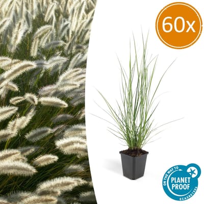 60 Stuks Siergras, Lampenpoetsergras 'Hameln', Mooie Pluuimen, Pennisetum alopecuroides Hameln - 10-25cm - Ø9cm