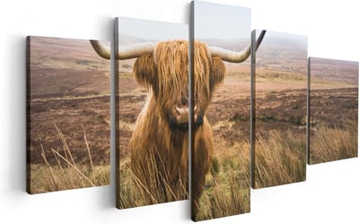 Artaza Canvas Schilderij Vijfluik Schotse Hooglander Koe In Het Veld - 100x50 cm - Wanddecoratie Woonkamer - Schilderijen - Muurdecoratie