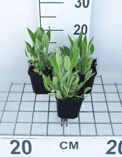6x Zonnehoed - Rudbeckia fulgida var. Deamii | 9x9 cm pot