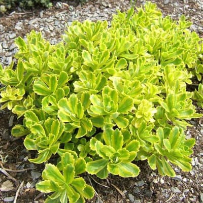 6 x Sedum Kamtschaticum -   Vetkruid pot 9x9cm