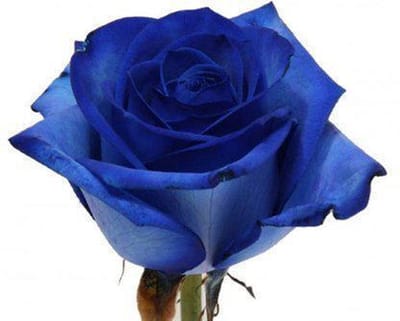Blauwe Roos