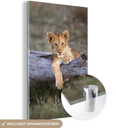 MuchoWow® Glasschilderij 40x60 cm - Schilderij acrylglas - Welp - Dier - Natuur - Foto op glas - Schilderijen