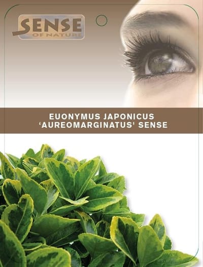 Arbustes de haie - Un ensemble 1 - Euonymus japonicus 'Aureomarginatus' - (5L) 40-45 cm