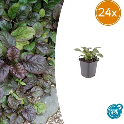 Tuinplantenshop.com | Ajuga reptans 'Catlin's Giant' | 24 stuks - Ø9cm - 10-25cm hoog - Tuinplant