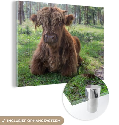 MuchoWow® Glasschilderij 160x120 cm - Schilderij acrylglas - Schotse Hooglander - Pad - Dieren - Foto op glas - Schilderijen