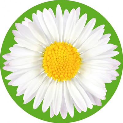 Bierviltjes madeliefje 10 st - onderzetter viltjes