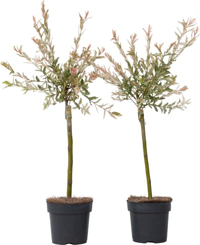 Plant in a Box - Salix integra Flamingo - Set van 2 - Tuinplant - Bonte wilg - Winterhard - Pot 17cm - Hoogte 60-80cm