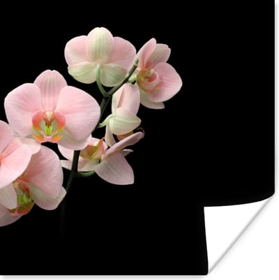 Poster Orchidee - Bloemen - Roze - Stilleven - Flora - 100x100 cm XXL