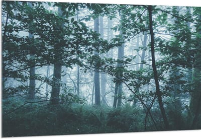 Acrylglas - Lichte Mist in een Groen Bos - 150x100 cm Foto op Acrylglas (Wanddecoratie op Acrylaat)