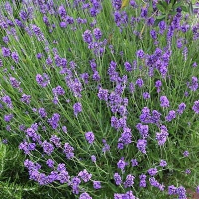 50 x Lavendel Munstead - Vaste Planten - Tuinplanten Winterhard - Lavandula angustifolia 'Munstead' in 9x9cm pot met hoogte 5-10cm