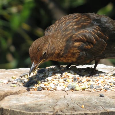Aniculis Premium Vogelvoeder-Mix tarwe-vrij - Zaden-mix voor wilde tuinvogels - jaar-rond voeren (10 kg)