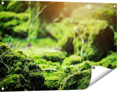 Gards Tuinposter Groen Mos Bedekt over Stenen - 90x60 cm - Tuindoek - Tuindecoratie - Wanddecoratie buiten - Tuinschilderij