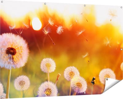 Gards Tuinposter Paardenbloemen tijdens Zonsondergang - 150x100 cm - Tuindoek - Tuindecoratie - Wanddecoratie buiten - Tuinschilderij