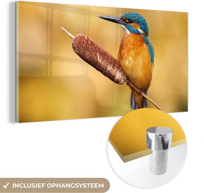 MuchoWow® Glasschilderij 40x20 cm - Schilderij acrylglas - IJsvogel - Natuur - Vogel - Foto op glas - Schilderijen