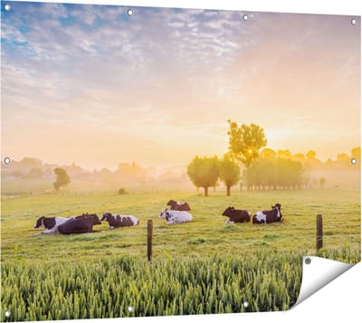 Gards Tuinposter Koeien in de Wei tijdens Zonsopgang - 120x90 cm - Tuindoek - Tuindecoratie - Wanddecoratie buiten - Tuinschilderij