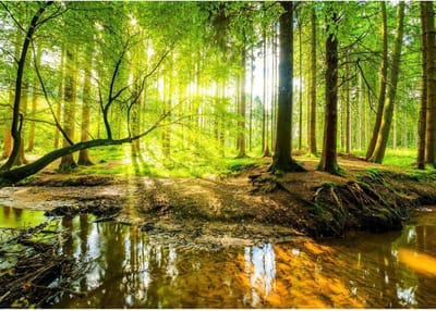 Fotobehang Bos Landschap - Moderne Wanddecoratie - 352 x 250 cm