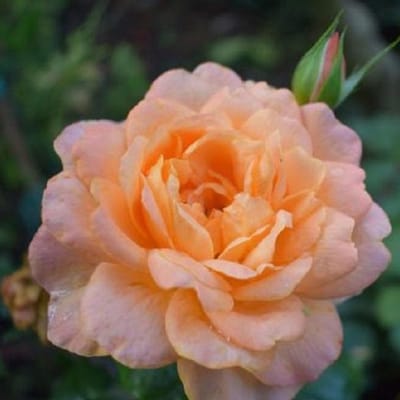 Rosa 'Favori' - Prachtige rozen voor in uw tuin