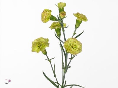 20x Dian.tros tarufi 60cm